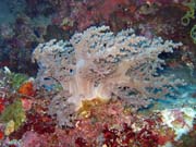 Pot�p�n� u ostrova Bunaken, lokalita Timur. Sulawesi,  Indon�sie.