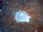 Pot�p�n� u ostrova Bunaken, lokalita Timur. Sulawesi,  Indon�sie.