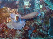 Pot�p�n� u ostrova Bunaken, lokalita Timur. Sulawesi,  Indon�sie.