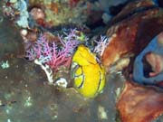 Pot�p�n� u ostrova Bunaken, lokalita Timur. Sulawesi,  Indon�sie.