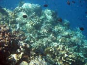 Pot�p�n� u ostrova Bunaken, lokalita Timur. Sulawesi,  Indon�sie.