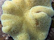 Pot�p�n� u ostrova Bunaken, lokalita Timur. Sulawesi,  Indon�sie.