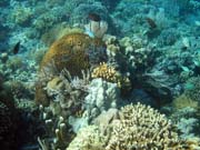 Pot�p�n� u ostrova Bunaken, lokalita Timur. Sulawesi,  Indon�sie.