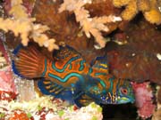 Mandarinfish (Synchiropus splendidus).Pot�p�n� u ostrova Bunaken, lokalita Muka Kampung. Sulawesi,  Indon�sie.