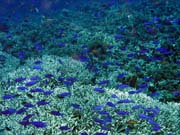 Pot�p�n� u ostrova Bunaken, lokalita Fukui. Sulawesi,  Indon�sie.