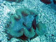 Giant Clam, Pot�p�n� u ostrova Bunaken, lokalita Fukui. Sulawesi,  Indon�sie.