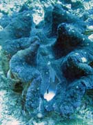 Giant Clam, Pot�p�n� u ostrova Bunaken, lokalita Fukui. Sulawesi,  Indon�sie.