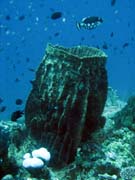 Pot�p�n� u ostrova Bunaken, lokalita Fukui. Sulawesi,  Indon�sie.