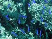 Pot�p�n� u ostrova Bunaken, lokalita Fukui. Sulawesi,  Indon�sie.