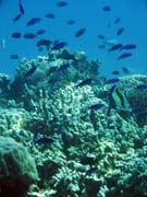 Pot�p�n� u ostrova Bunaken, lokalita Fukui. Sulawesi,  Indon�sie.