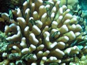 Pot�p�n� u ostrova Bunaken, lokalita Fukui. Sulawesi,  Indon�sie.