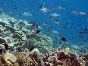 Pot�p�n� u ostrova Bunaken, lokalita Fukui. Sulawesi,  Indon�sie.