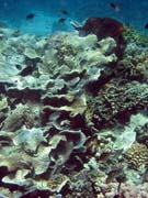 Pot�p�n� u ostrova Bunaken, lokalita Fukui. Sulawesi,  Indon�sie.