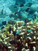 Pot�p�n� u ostrova Bunaken, lokalita Fukui. Sulawesi,  Indon�sie.