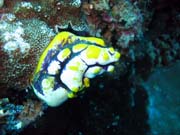 Pot�p�n� u ostrova Bunaken, lokalita Siladan I. Sulawesi,  Indon�sie.