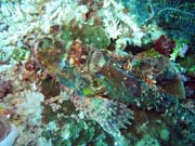 Scorpion Fish. Pot�p�n� u ostrova Bunaken, lokalita Siladan I. Sulawesi,  Indon�sie.