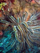 Pot�p�n� u ostrova Bunaken, lokalita Siladan I. Sulawesi,  Indon�sie.