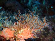 Pot�p�n� u ostrova Bunaken, lokalita Siladan I. Sulawesi,  Indon�sie.