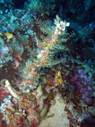 Pot�p�n� u ostrova Bunaken, lokalita Siladan I. Sulawesi,  Indon�sie.