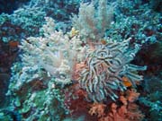 Pot�p�n� u ostrova Bunaken, lokalita Siladan I. Sulawesi,  Indon�sie.