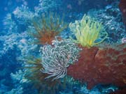 Pot�p�n� u ostrova Bunaken, lokalita Siladan I. Sulawesi,  Indon�sie.