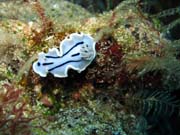 Chromodoris willani nudibranch. Pot�p�n� u ostrova Bunaken, lokalita Siladan I. Sulawesi,  Indon�sie.