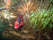 Clown Anenomefish. Pot�p�n� u ostrova Bunaken, lokalita Siladan I. Sulawesi,  Indon�sie.