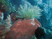 Pot�p�n� u ostrova Bunaken, lokalita Siladan I. Sulawesi,  Indon�sie.