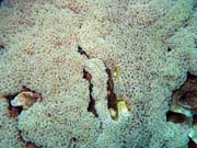 Pot�p�n� u ostrova Bunaken, lokalita Siladan I. Sulawesi,  Indon�sie.