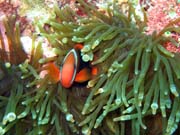 Klaun (Clown Anemonefish) ve sv�m hostiteli v rostlin� anemone. Pot�p�n� u ostrova Bunaken, lokalita Siladan I. Sulawesi,  Indon�sie.