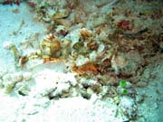Crocodile Fish.  Pot�p�n� u ostrova Bunaken, lokalita Siladan I. Sulawesi,  Indon�sie.
