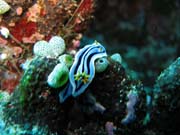 Chromodoris boucheti nudibranch.  Pot�p�n� u ostrova Bunaken, lokalita Siladan I. Sulawesi,  Indon�sie.