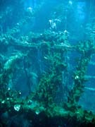 Vrak holandsk� obchodn� lodi potopen� v roce 1942. Pot�p�n� u ostrova Bunaken, lokalita Molas Wreck. Sulawesi,  Indon�sie.