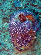 Pot�p�n� u ostrova Bunaken, lokalita Molas Wreck. Sulawesi,  Indon�sie.