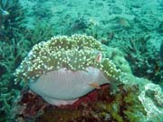 Anemone. Pot�p�n� u ostrova Bunaken, lokalita Molas Wreck. Sulawesi,  Indon�sie.