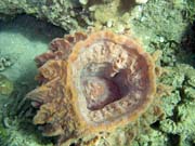 Pot�p�n� u ostrova Bunaken, lokalita Molas Wreck. Sulawesi,  Indon�sie.