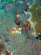 Pot�p�n� u ostrova Bunaken, lokalita Lekuan III. Sulawesi,  Indon�sie.