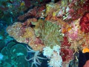 Pot�p�n� u ostrova Bunaken, lokalita Lekuan III. Sulawesi,  Indon�sie.