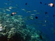 Pot�p�n� u ostrova Bunaken, lokalita Lekuan I. Sulawesi,  Indon�sie.