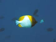 Pot�p�n� u ostrova Bunaken, lokalita Lekuan I. Sulawesi,  Indon�sie.