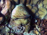 Pot�p�n� u ostrova Bunaken, lokalita Lekuan I. Sulawesi,  Indon�sie.