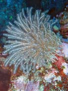 Pot�p�n� u ostrova Bunaken, lokalita Mandolin. Sulawesi,  Indon�sie.