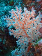 Pot�p�n� u ostrova Bunaken, lokalita Mandolin. Sulawesi,  Indon�sie.