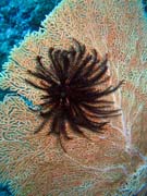 Pot�p�n� u ostrova Bunaken, lokalita Mandolin. Sulawesi,  Indon�sie.