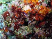 Pot�p�n� u ostrova Bunaken, lokalita Mandolin. Sulawesi,  Indon�sie.