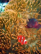 Klauni (Clown Anemonefish) ve sv�m hostiteli rostlin� anemone. Pot�p�n� u ostrova Bunaken, lokalita Mandolin. Sulawesi,  Indon�sie.