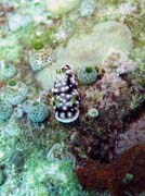 Nudibranch. Pot�p�n� u ostrova Bunaken, lokalita Mandolin. Sulawesi,  Indon�sie.