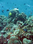 Pot�p�n� u ostrova Bunaken, lokalita Mandolin. Sulawesi,  Indon�sie.