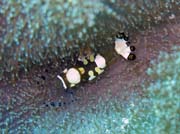 Kreveta (Shrimp). Pot�p�n� u ostrova Bunaken, lokalita Mandolin. Sulawesi,  Indon�sie.