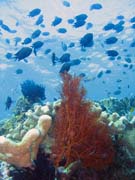 Pot�p�n� u ostrova Bunaken, lokalita Mandolin. Sulawesi,  Indon�sie.